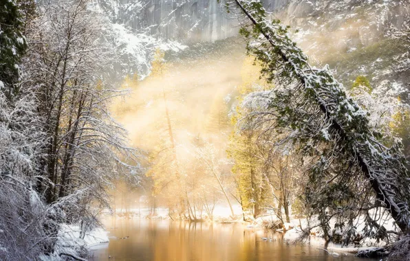 Winter, forest, river