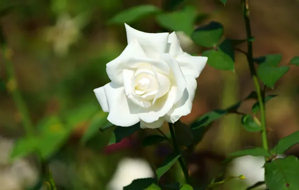 Picture white, leaves, flowers, roses, stem