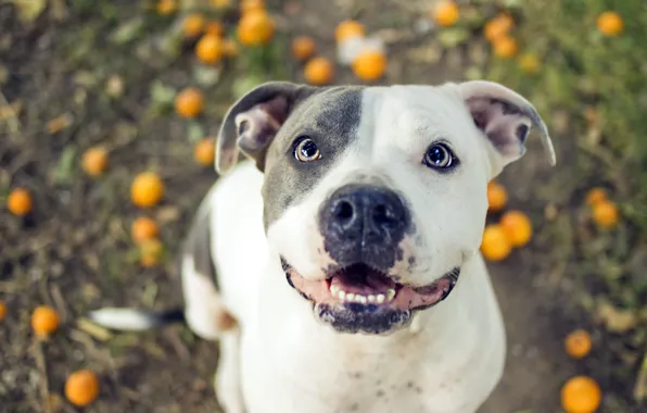 Picture each, dog, pit bull