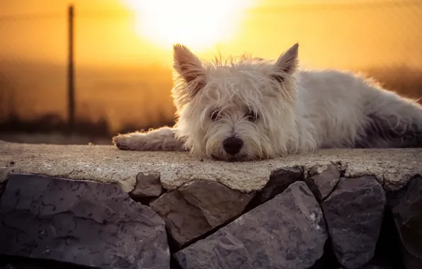 Look, sunset, dog