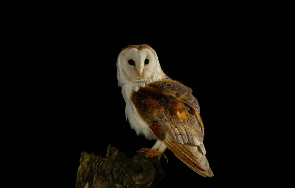 Look, pose, owl, bird, black background, the barn owl