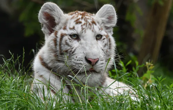 White, grass, look, face, tiger, portrait, tiger, tiger