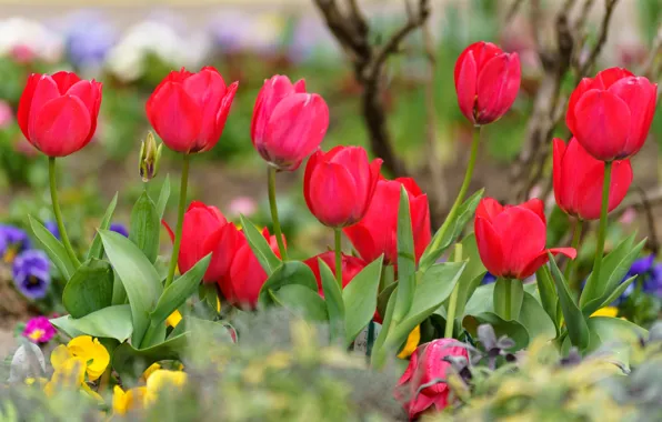 Picture red, spring, tulips, flowerbed