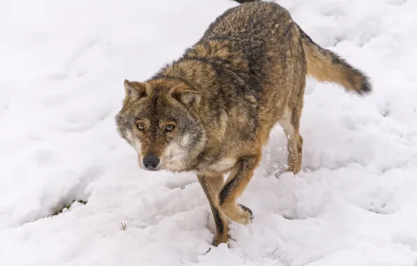 Picture look, snow, wolf, ©Tambako The Jaguar