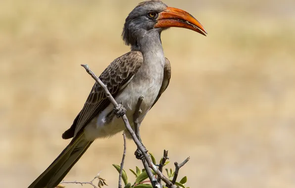 Branches, bird, beak, tail