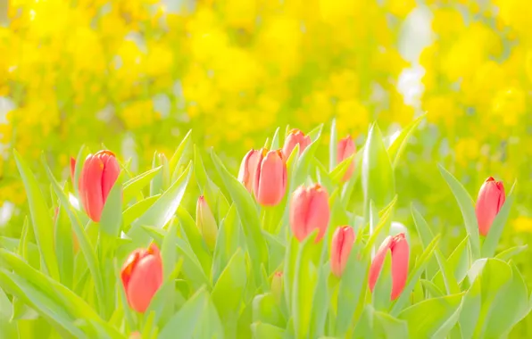 Picture Flowers, Tulips, Pink, Yellow, Green