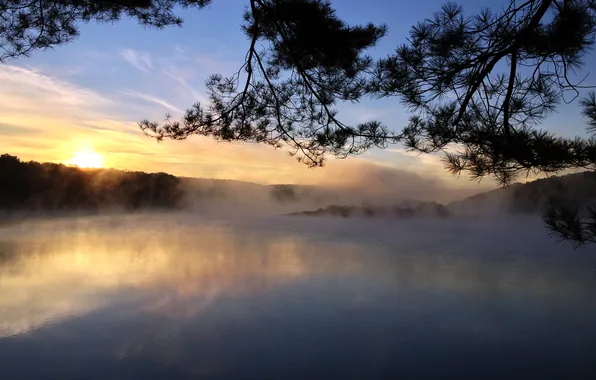 Picture the sun, fog, lake, tree, dawn, morning