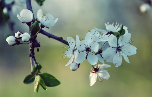 Cherry, White, Spring, Blossoms