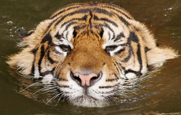 Picture water, tiger, relax, kitty