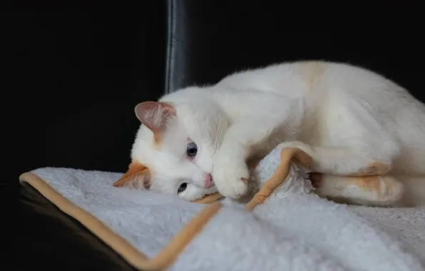 Picture cat, white, cat, look, pose, the dark background, the game, paws