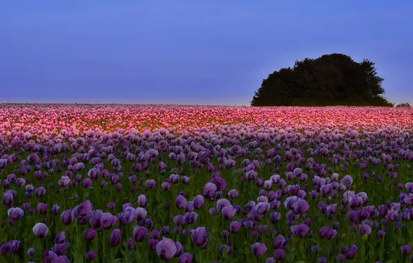 Field, summer, the sky, light, trees, flowers, blue, Maki