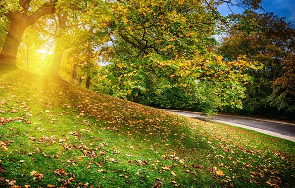 Autumn, forest, leaves, trees, Park, colorful, forest, landscape