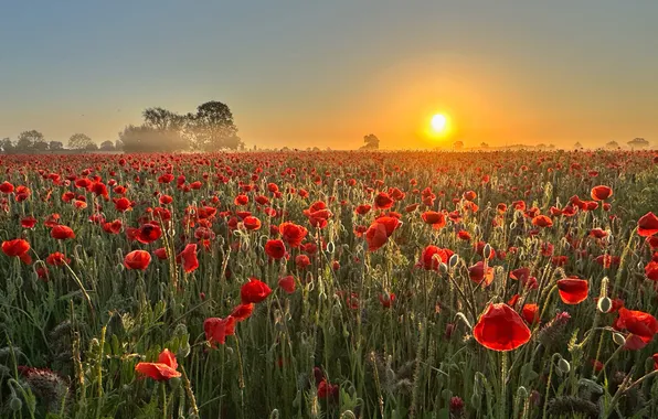 Field, summer, the sky, the sun, light, landscape, sunset, flowers