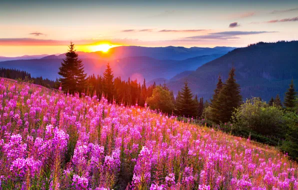 Picture forest, summer, light, flowers, mountains, nature, photo, positive
