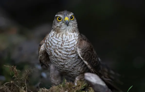 Nature, background, bird, moss, feathers, beak, hawk, bokeh