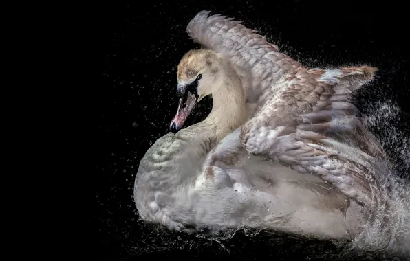 Picture white, water, drops, squirt, pose, bird, wings, treatment