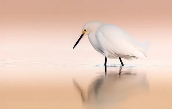 Water, bird, white, pond, Heron, circles on the water