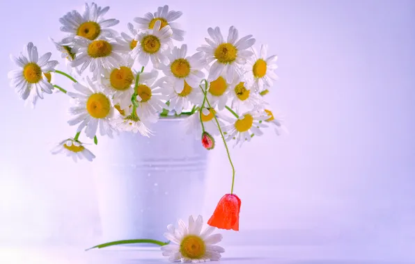 Picture flowers, chamomile, bouquet, bucket