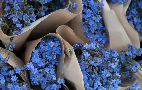 Picture flowers, paper, blue, bouquet, package, a lot, a bunch, forget-me-nots