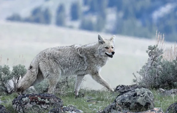 Picture nature, pose, stones, grey, background, vegetation, wolf, running