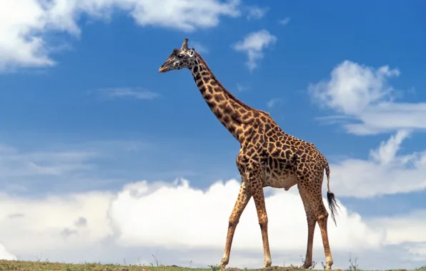 The sky, clouds, giraffe