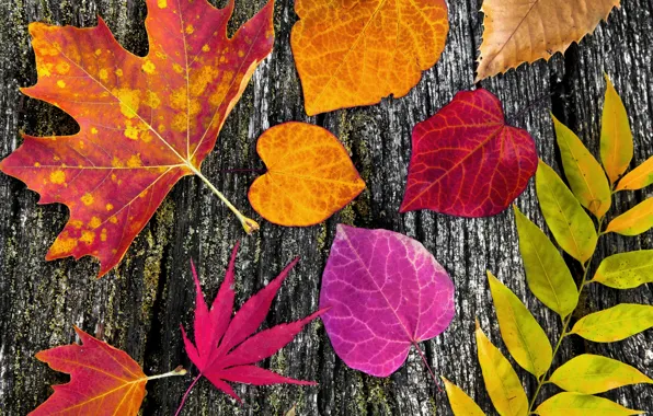 Leaves, tree, colorful, wood, autumn, leaves, autumn