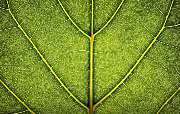 Leaves, macro, photo, Wallpaper, leaf