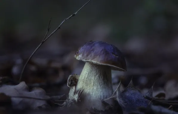 Autumn, Leaves, Hat, Leg, White Mushroom