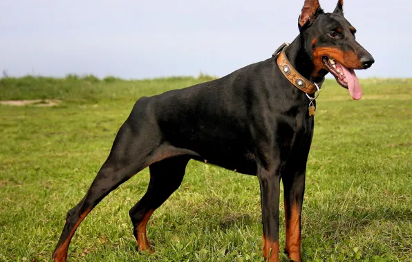 Field, language, grass, collar, dog, doberman