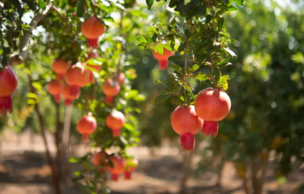 Summer, leaves, light, branches, garden, harvest, fruit, red