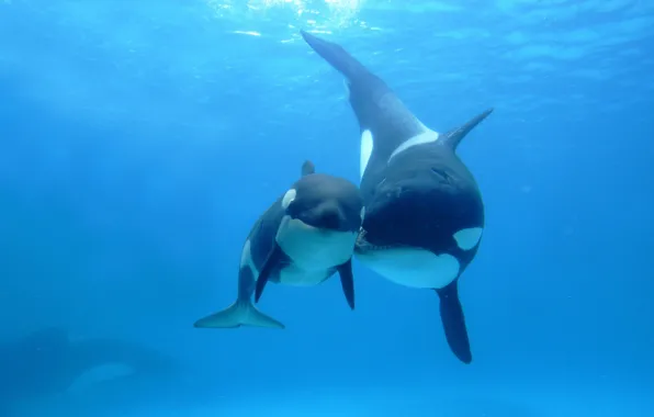 Picture the ocean, spot, two, mom, child, Orcas