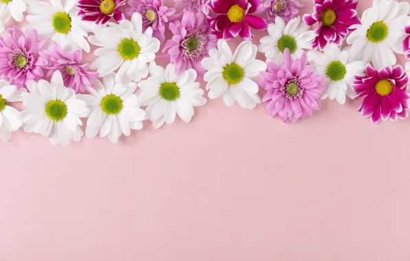 White, purple, flowers, Chrysanthemum
