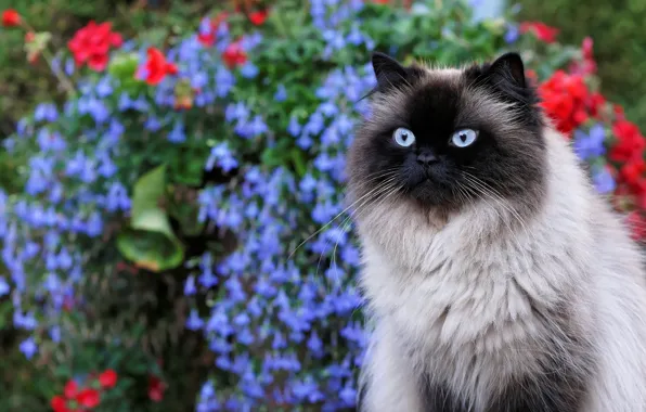 Cat, cat, flowers, portrait, garden, muzzle, blue-eyed, fluffy