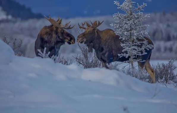Winter, snow, a couple, moose