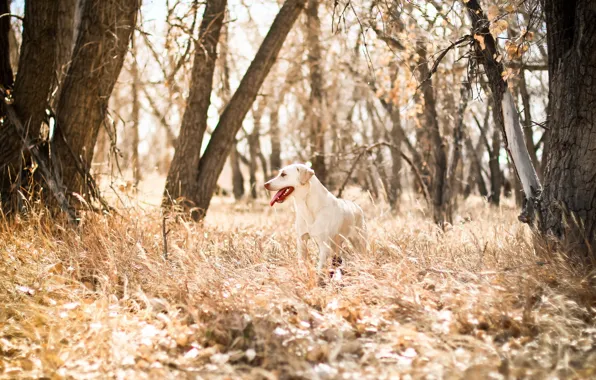 Nature, background, dog