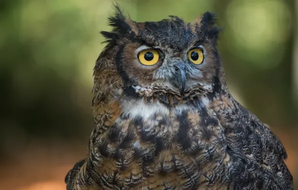 Picture look, background, owl, bird, portrait, bokeh, owl, yellow eyes