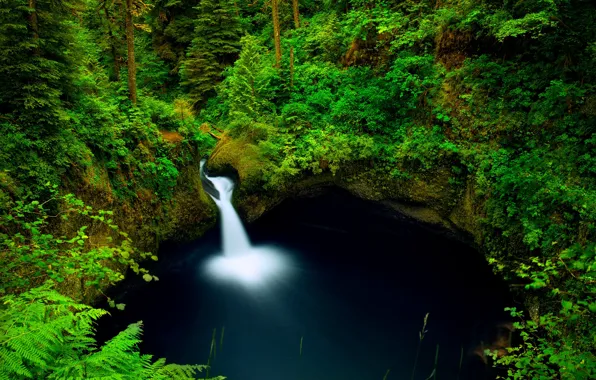 Picture forest, foliage, view, waterfall