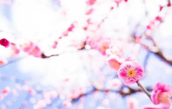 Branches, petals, Sakura, flowering