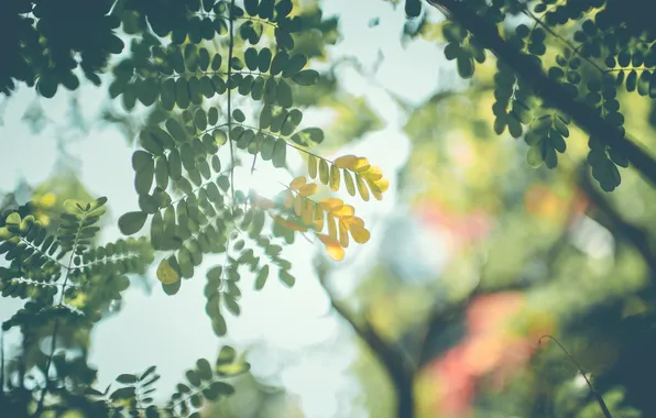Picture leaves, the sun, yellow, green