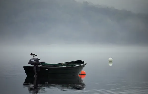 Landscape, fog, bird, boat