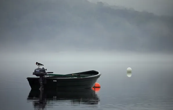 Picture landscape, fog, bird, boat