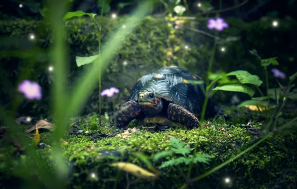 Greens, summer, grass, look, leaves, glade, moss, turtle