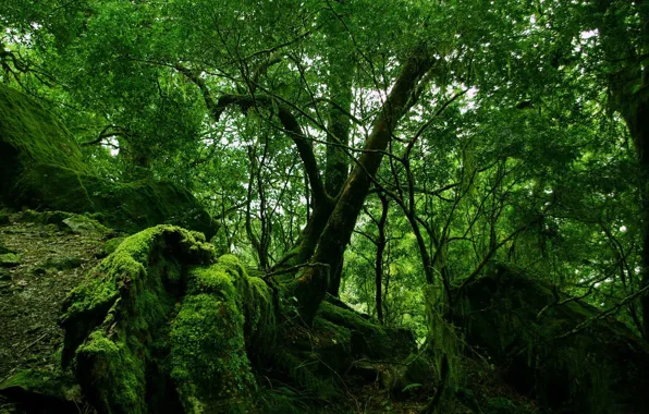 FOREST, STONES, GREENS, GREEN, COLOR, MOSS, TREES, BRANCHES