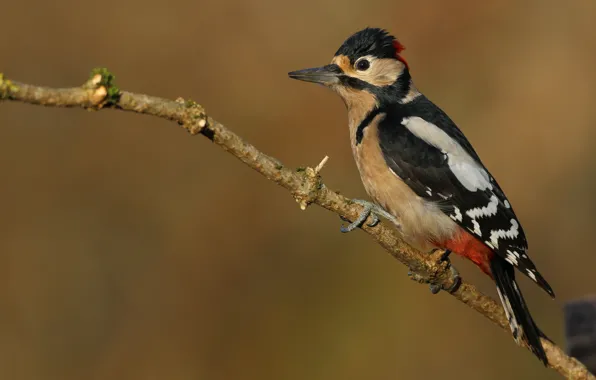 Background, bird, woodpecker