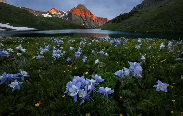 Summer, flowers, mountains, meadow, pond, the catchment, Aquilegia
