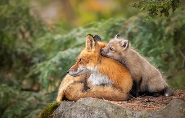 Branches, nature, together, stone, Fox, profile, Fox, needles
