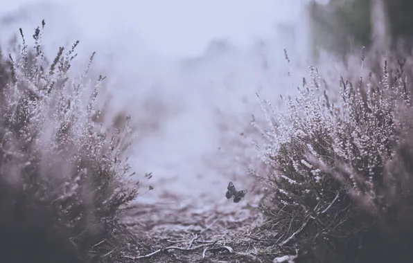 Macro, photo, butterfly, plant, track, shrub