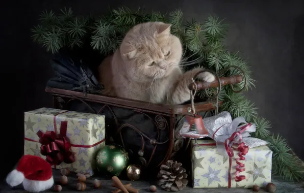 Picture cat, gifts, Merry Christmas, with the holiday