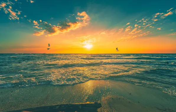 Sea, wave, beach, the sun, sunset, birds, shore, seagulls