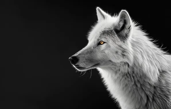 Nature, snow, predator, face, animal, wolf, wildlife, portrait